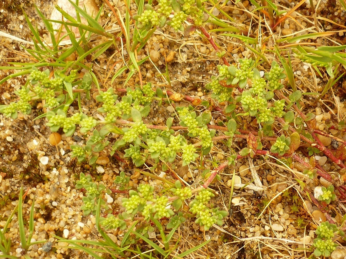Herniaria ciliolata subsp. robusta (Caryophyllaceae)